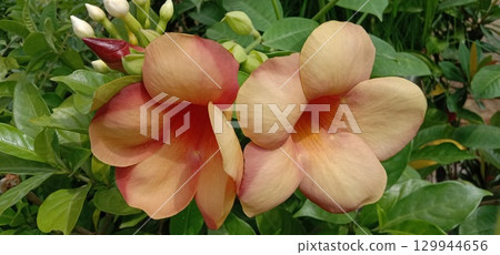 Allamanda blanchetii flower plant on nursery Allamanda blanchetii flower plant on nursery 129944656