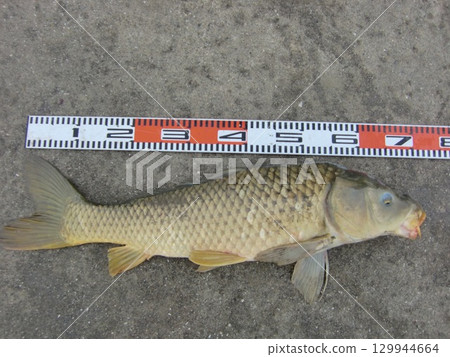 鯉魚 129944664