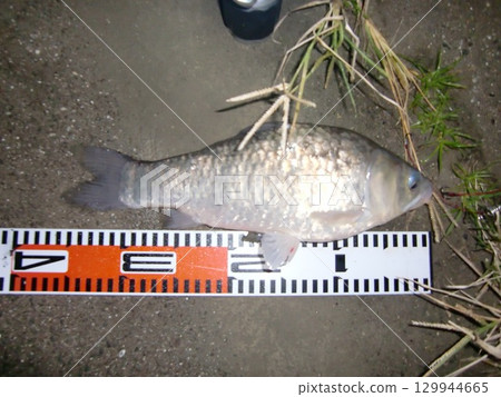 鯉魚 鯉魚 129944665