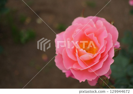 Hana 30 129944672