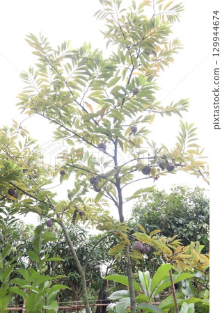 sugar apple on tree in firm 129944674