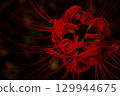 Cluster amaryllis 129944675