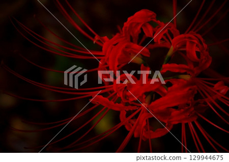 Cluster amaryllis Cluster amaryllis 129944675