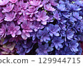  hydrangea 129944715