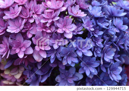 hydrangea hydrangea 129944715