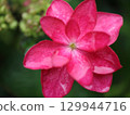  hydrangea 129944716