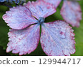  hydrangea 129944717