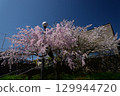 Cherry Blossoms   129944720