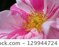 rose	 129944724