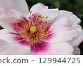 rose	 129944725