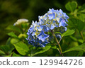  hydrangea 129944726