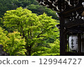 Fresh green 129944727