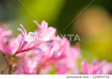 粉紅色甘草在夏日陽光下閃閃發光 129944739