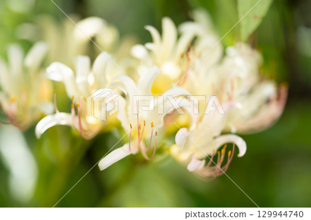 Pure white licorice flowers 129944740