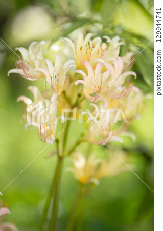 A cluster of white licorice flowers wrapped in gentle light 129944741