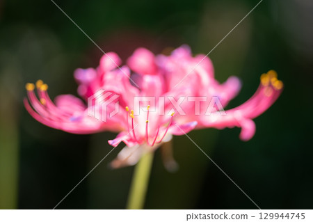 鮮豔的粉紅色甘草花 129944745