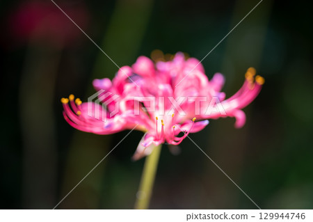 粉色甘草在燈光下綻放 粉色甘草在燈光下綻放 129944746