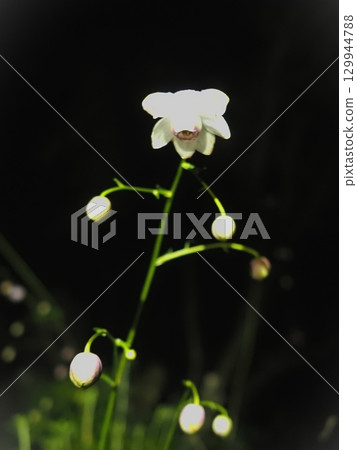 Rengeshouma before dawn (20200819032234) Rengeshouma before dawn (20200819032234) 129944788