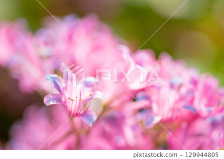 Pink licorice shining in soft light 129944805