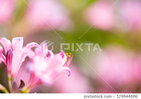 Pink licorice translucent in the light Pink licorice translucent in the light 129944806