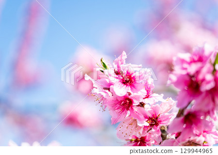 桃花  桃花 129944965