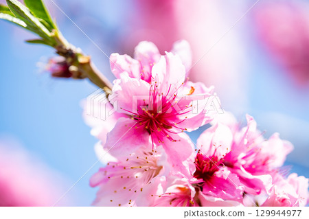  Peach blossoms 129944977