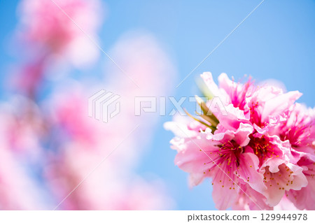 桃花  桃花 129944978