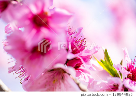 桃花  桃花 129944985