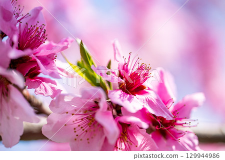 桃花 桃花 129944986