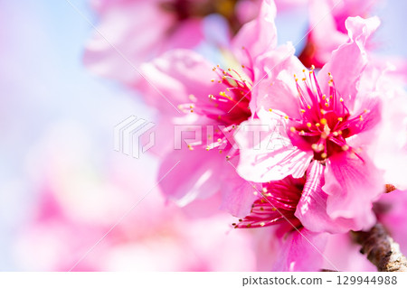 Peach blossoms Peach blossoms 129944988