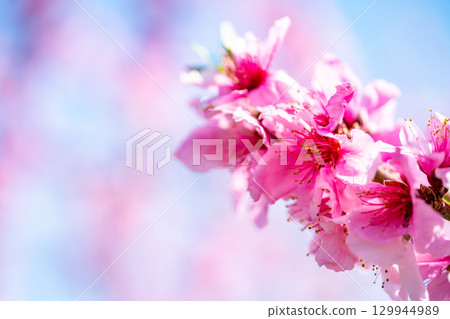  桃花 129944989