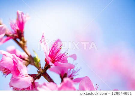 Peach blossoms Peach blossoms 129944991