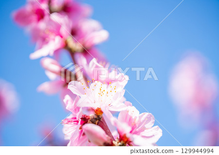  桃花 129944994