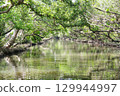 Sicao Green Tunnel (Tainan, Taiwan) A green tunnel of mangroves 129944997