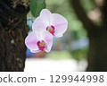White and light purple orchid flowers (Phalaenopsis) 129944998