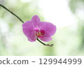 Deep pink orchid flower (phalaenopsis) 129944999