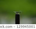 Dragonfly resting on a screw 129945001