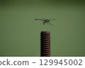 Dragonfly flight 129945002