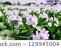 Purple flowers blooming on the water surface (Water Hyacinth) 129945004