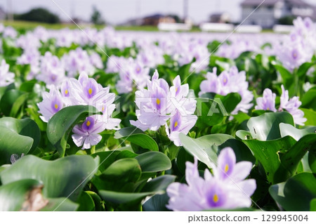 Purple flowers blooming on the water surface (Water Hyacinth) 129945004