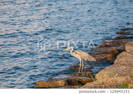 A grey heron gazing at the lake surface in search of food. Otsu City, Shiga Prefecture A grey heron gazing at the lake surface in search of food. Otsu City, Shiga Prefecture 129945251