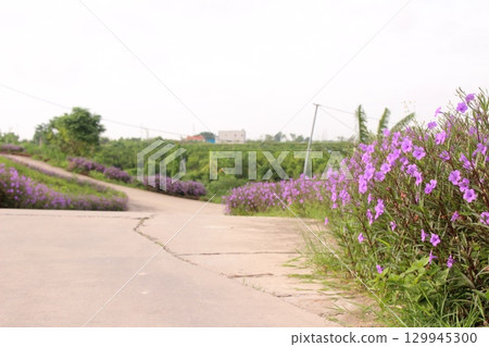 rural road in vietnam with people riding bicycles and motorbikes 129945300