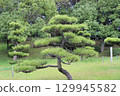 The pine trees stand in perfect harmony. 129945582