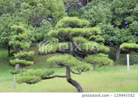 The pine trees stand in perfect harmony. 129945582