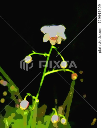 黎明前的蓮華昭摩(afr20200819032234) 黎明前的蓮華昭摩(afr20200819032234) 129945609