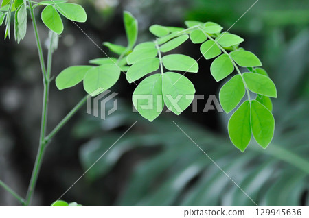 Rain tree or Samanea saman, LEGUMINOSAE MIMOSOIDEAE or small Rain Tree 129945636