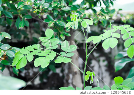 Rain tree or Samanea saman, LEGUMINOSAE MIMOSOIDEAE or small Rain Tree Rain tree or Samanea saman, LEGUMINOSAE MIMOSOIDEAE or small Rain Tree 129945638