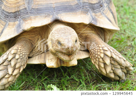 africa tortoise, African spurred tortoise or Centrochelys sulcata or Geochelone sulcata or sulcata tortoise or tortoise africa tortoise, African spurred tortoise or Centrochelys sulcata or Geochelone sulcata or sulcata tortoise or tortoise 129945645