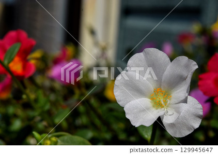 Portulaca 129945647