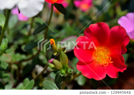 Portulaca Portulaca 129945648